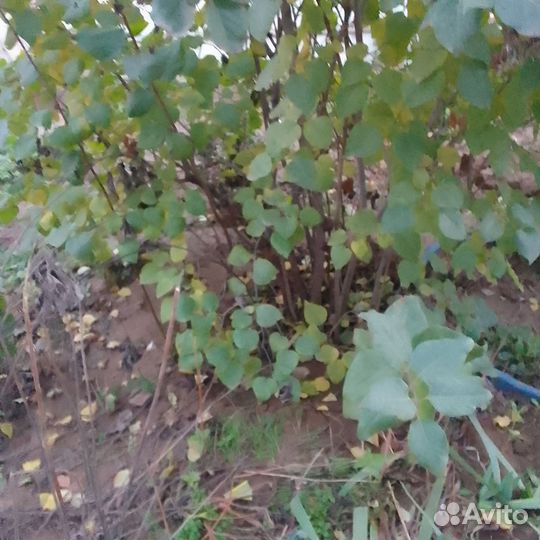 Сортовая сирень белая. Бардо. Фиолетовая