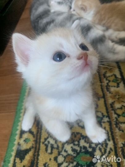Британские котята