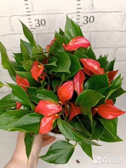 Антуриум карликовый Триллион Ред