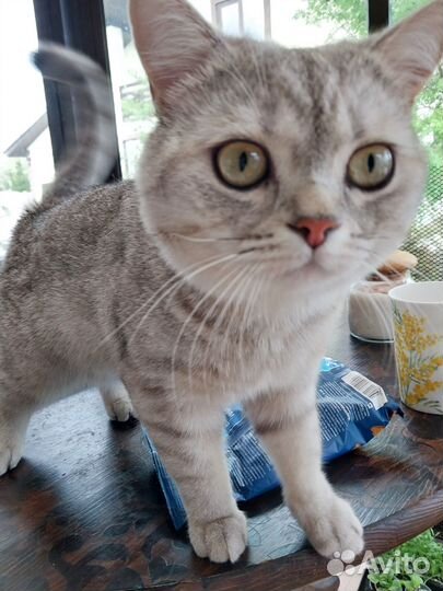 Породистый кот ищет подружку на время)