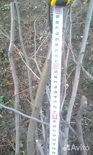 Саженцы граба