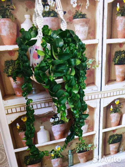 Эсхинантус мона лиза