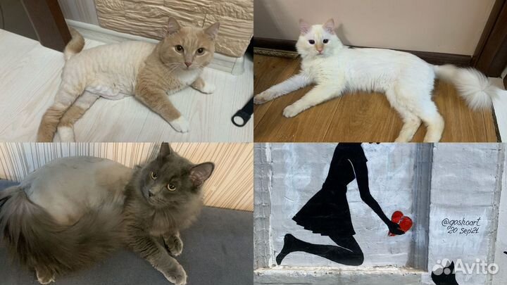 Стрижка кошек