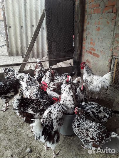 Молодые петухи