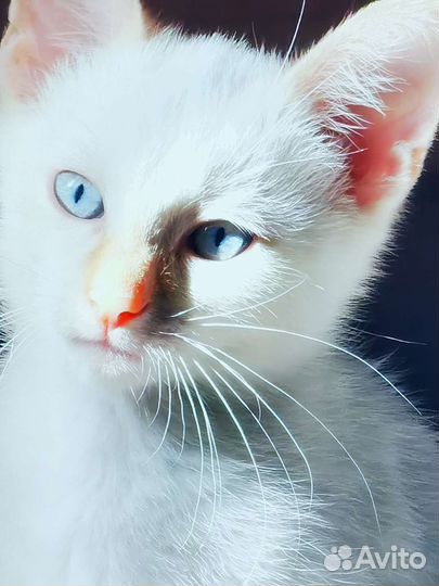 Котята в добрые руки бесплатно