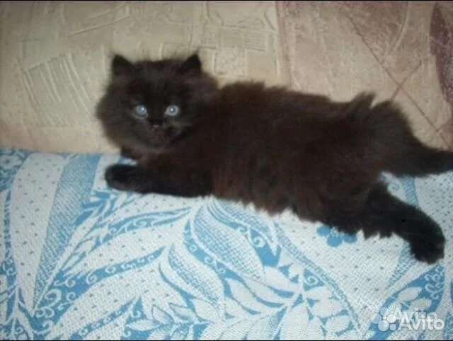 Черные сибирские