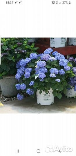 Гортензия ампельная Невеста