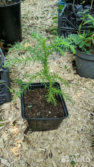 Криптомерия японская/Семена/Саженцы/ф. Элегантная