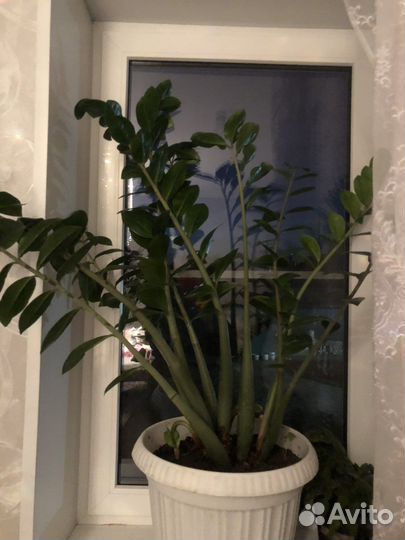 Замиокулькас