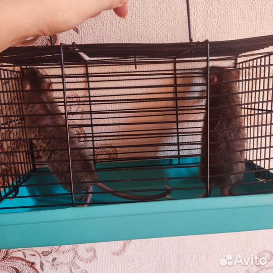 Крысы Дамбо
