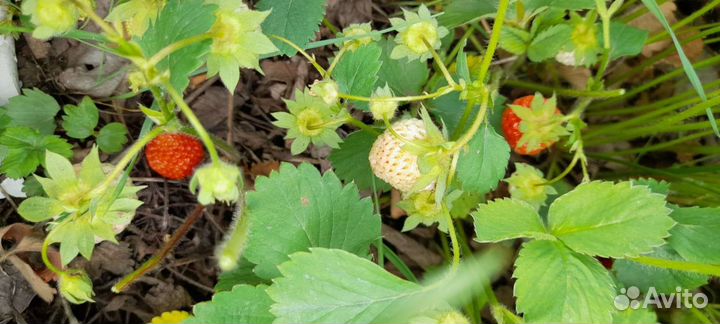 Саженцы смородина, малина, клубника