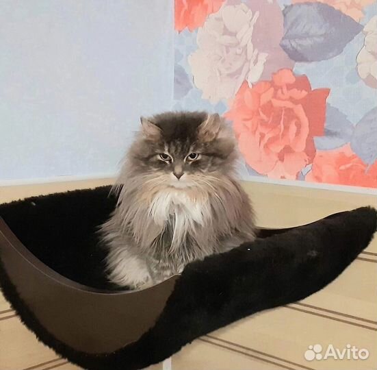 Пуховая Розана