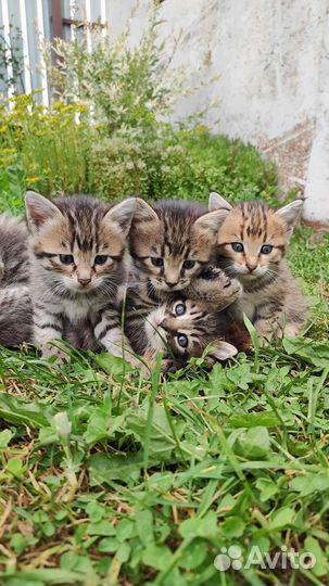 Котята бесплатно