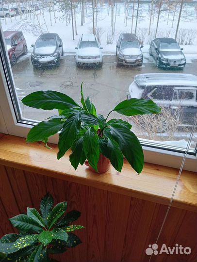 Комнатные цветы