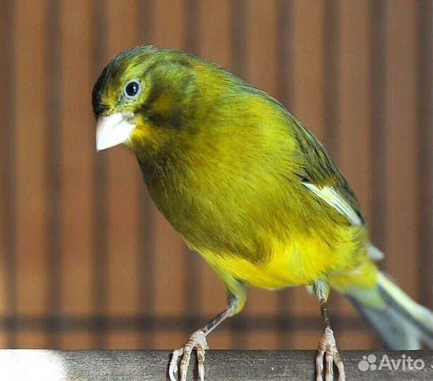 Кенар пёстрый