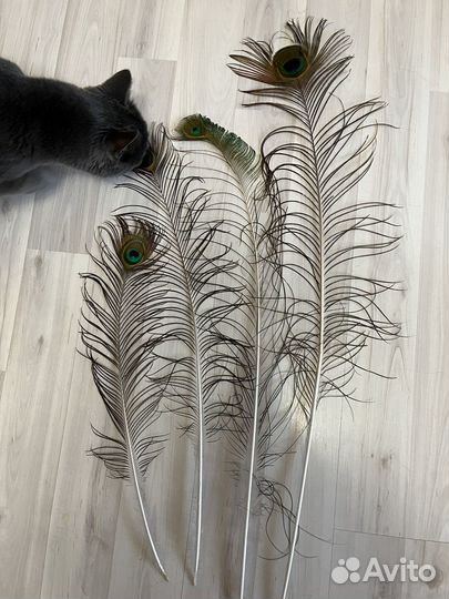 Перо павлина