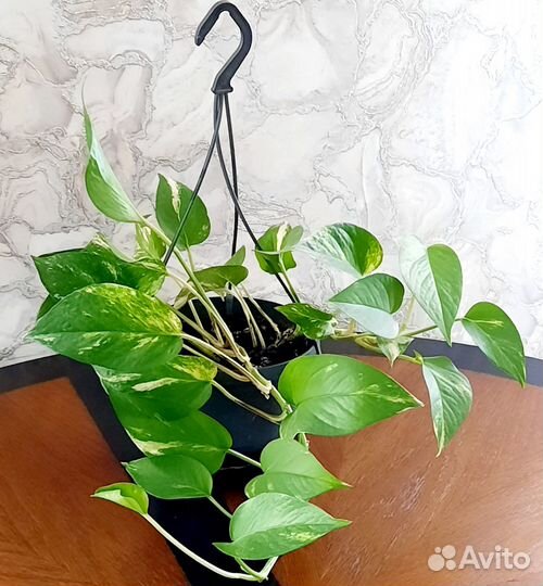 Домашний цветок - сциндапсус