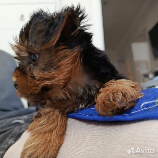 Йоркширский терьер