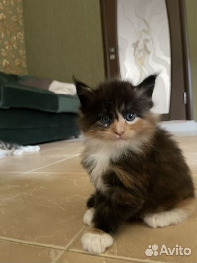 Котята мейн-кун