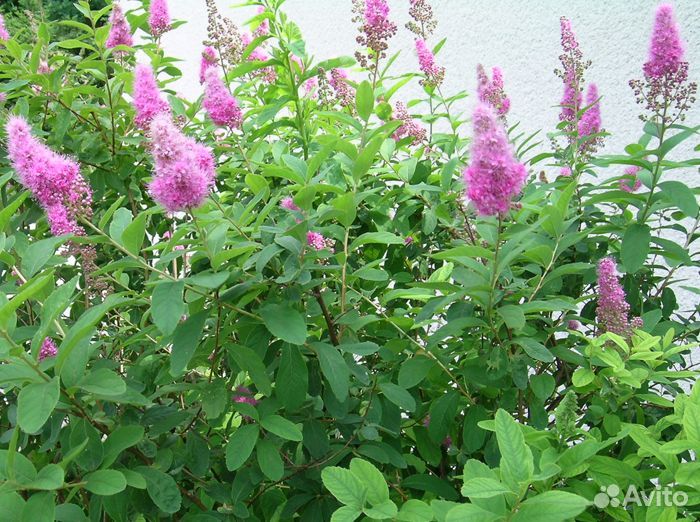 Спирея, Хоста, Василек подбеленный