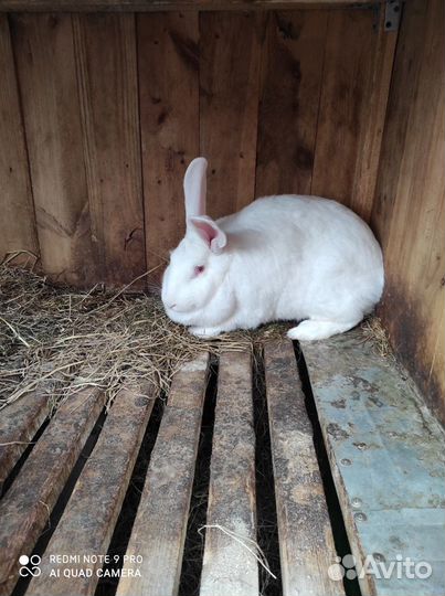 Белый паннон