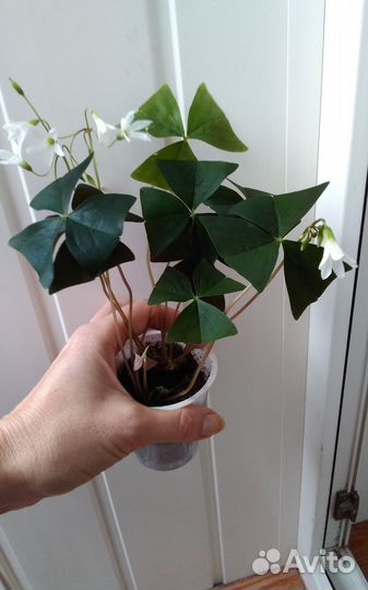 Кислица оксалис