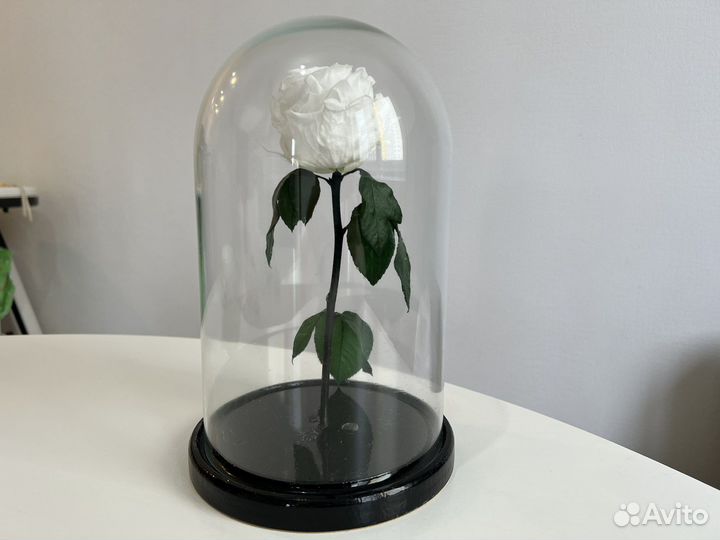 Роза в колбе живая декоративная