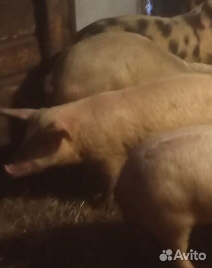 Хряк на племя.на мясо