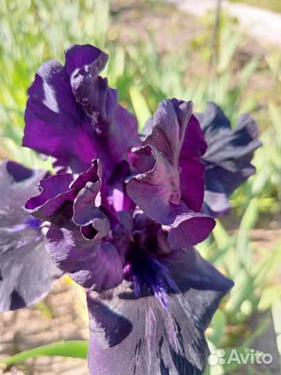 Ирис бородатый