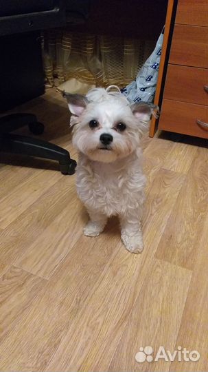 Продам щенков мальтийской болонки