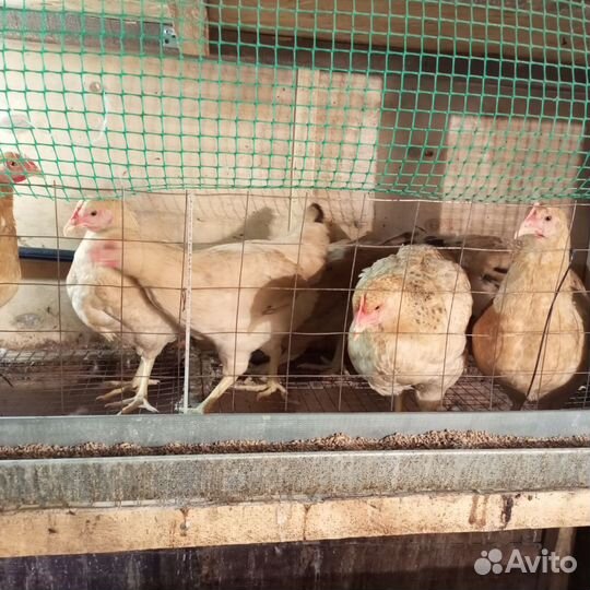 Куры и петухи