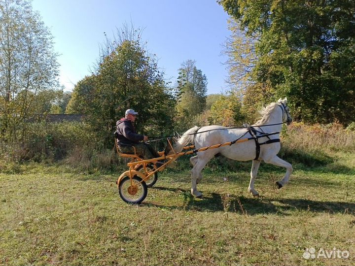 Продам жеребца