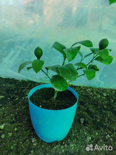 Саженцы Лимона