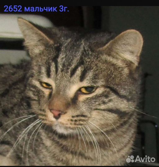 Кошечки в дом