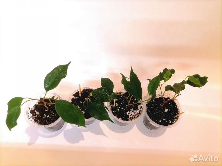 Фикус Моник