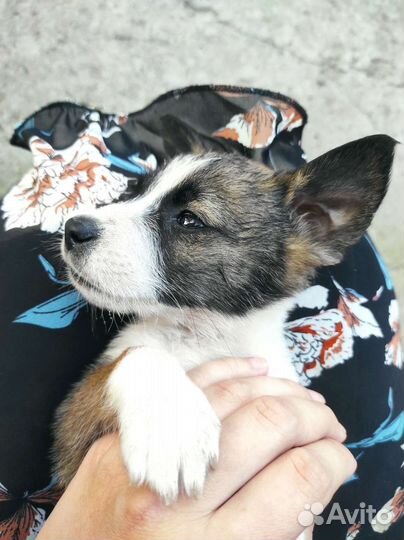 Щенки маленькой породы в добрые руки