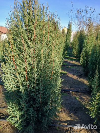 Саженцы хвойных растений