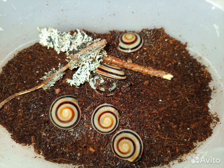 Краколусы улитки