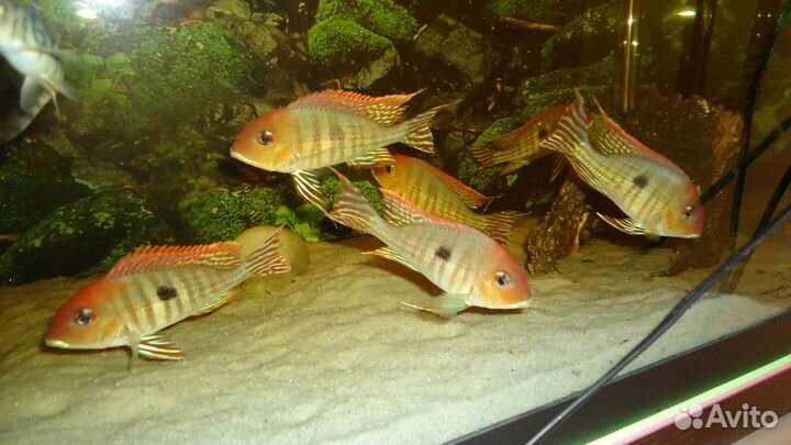 Геофагус красноголовый red topajos