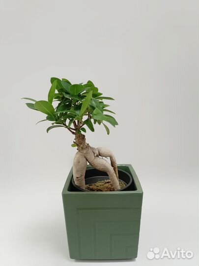 Фикус Микрокарпа Гинсенг