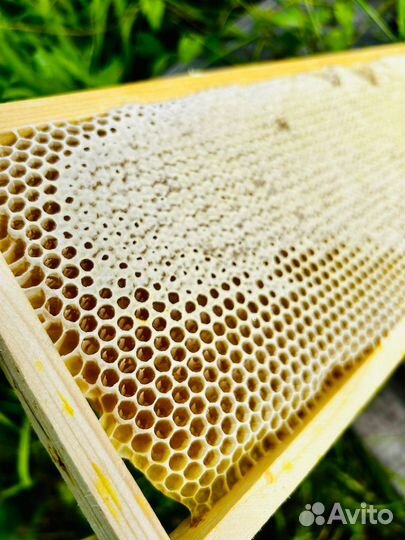 Мед в сотах 2024 оптом