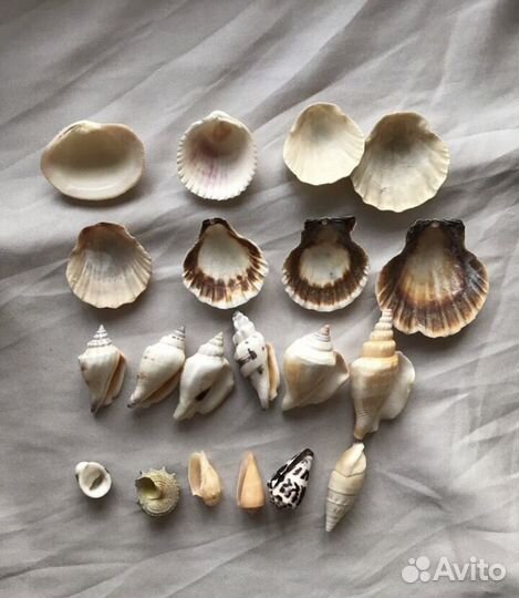 Ракушки морские набор