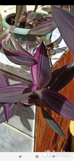 Традесканции сортовые