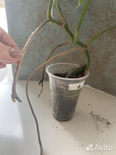 Монстера вариегатная