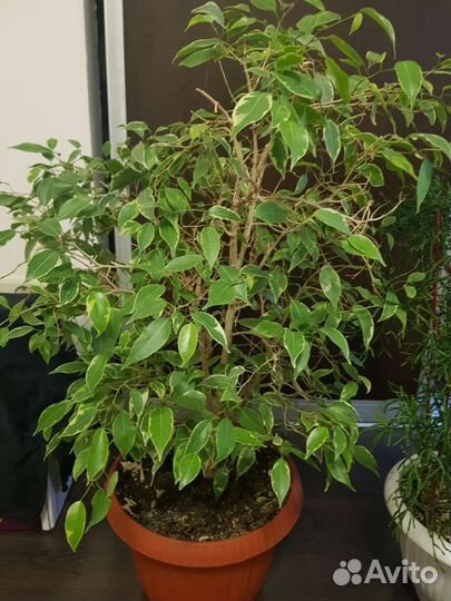 Комнатные цветы 6 разных