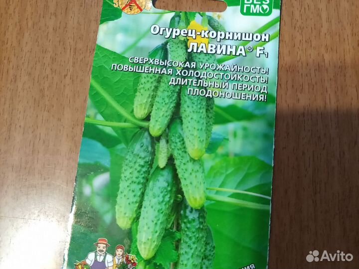 Продается рассада огурцов