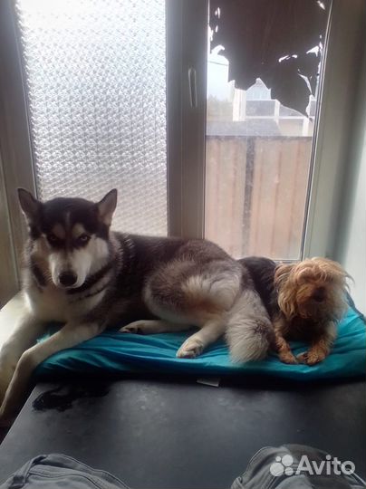 Домашние животные