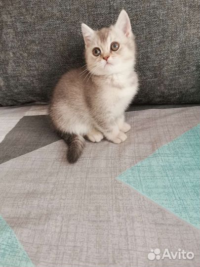 Шотландский котёнок