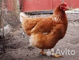 Куры несушки ломан braun