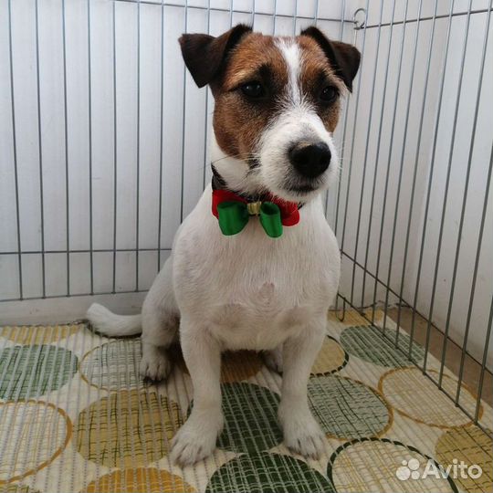 Стрижки собак и кошек. Комплекс